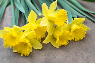 Yellow daffodill flowers on a wooden background