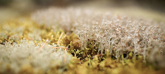 moss 2