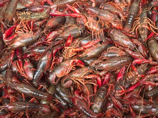 crayfish
