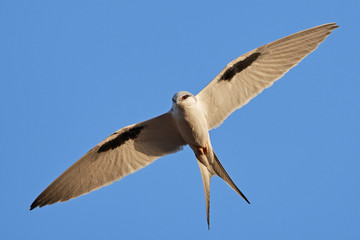 African swallow-tailed kite (Chelictinia riocourii)