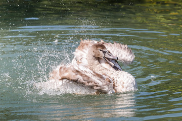 Grey swan taking a bath and cleaning its feathers in the pond © ovbelov1972