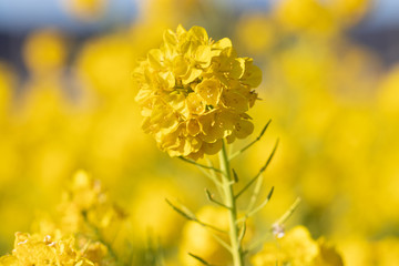 Rapeseed field of Kamogawa-city, Chiba Prefecture "Kamogawa Nanabatake Road", Japan