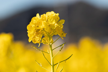 Rapeseed field of Kamogawa-city, Chiba Prefecture 