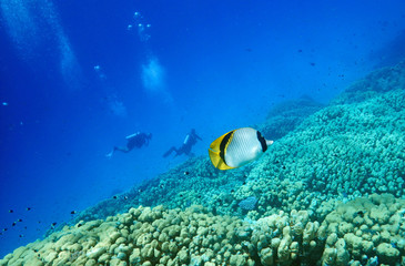 underwater world, fish floats, on a background divers