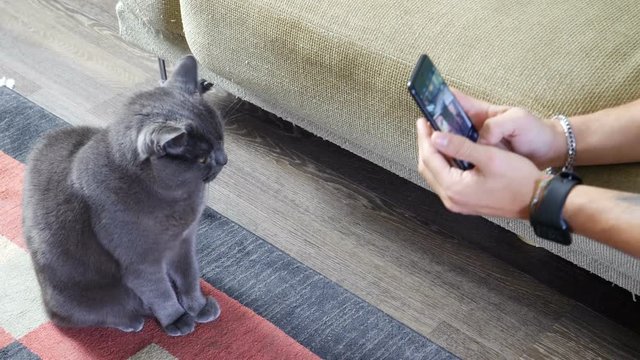 Young man taking photograph of his grey cat at home, in his living room, with a smartphone