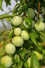 Unreife Pflaumen am Baum