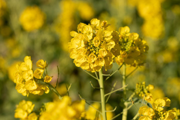 Rapeseed field of Kamogawa-city, Chiba Prefecture 