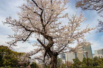 Cherry blossoms in the center of Tokyo, Japan