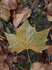 autumn leaves on the ground