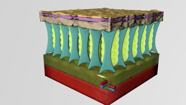 3D animation of normal skin tissue layers and with cellulite.