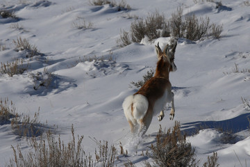 pronghorn running in the snow