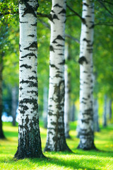 Obraz premium Birch trees (Betula pendula) in the park. Focus on foreground tree trunk. Shallow depth of field. 