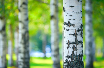 Birch tree (Betula pendula) forest in summer. Focus on foreground tree trunk.