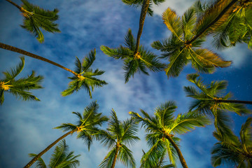 Coconut palm trees perspective view at night