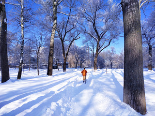 Naklejka na ściany i meble Skier ride in the snow in winter park, winter sports