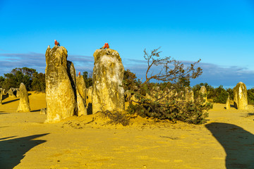 rosebreasted cockatoos at the pinnacles in nambung national park, australia 14