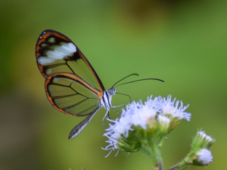 Fototapeta na wymiar Glasswing Butterfly