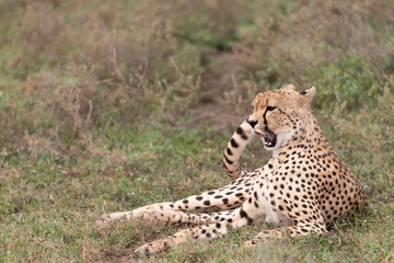 Cheetah in Serengeti National Reserve, Tanzania, Africa