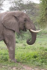 Fototapeta na wymiar Male Elephant in the Serengeti National Reserve, Tanzania Africa