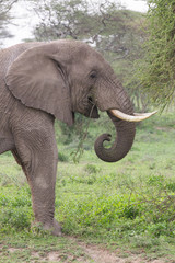 Male Elephant in the Serengeti National Reserve, Tanzania Africa