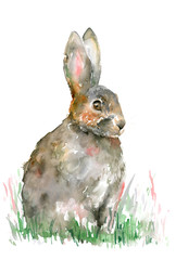 Grey hare sitting in the green grass. Easter bunny. Watercolor illustration.
