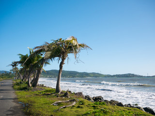 Coastal road lined with palm trees, overlooking tropical ocean, Puerto Rico, USA