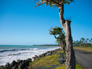 Coastal road lined with palm trees, overlooking tropical ocean, Puerto Rico, USA