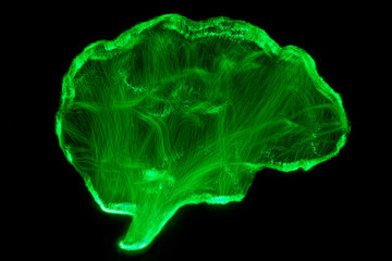 Representation of human brain by light painting technique