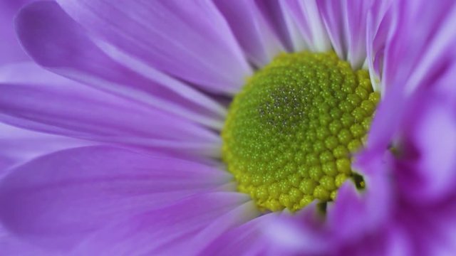 Focusing Macro Shot of a Purple Flower in 4K
