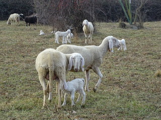 Obraz na płótnie Canvas gregge di pecore con agnellino allattato 
