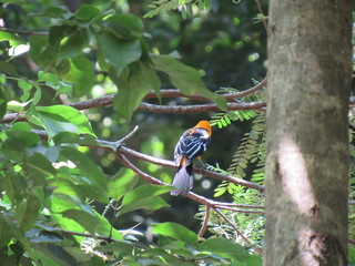Ruinas de Copan, Honduras
