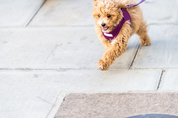 Closeup of happy cute and adorable small brown dog on leash with tongue running on road street...