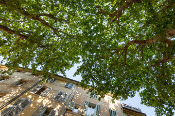 Beautiful tree framing a weathered apartment building  in the charming city of Aix-en-Provence