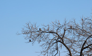 겨울 나무가지에 까치
