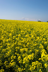 Obraz premium 菜の花 雪山