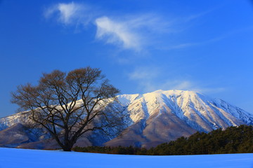 冬の岩手山と一本桜