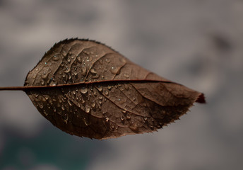 Leaf with drops of water