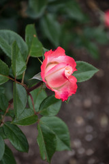 Rose flower closeup. Shallow depth of field. Spring flower of pink rose.