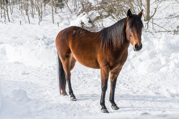 Kaltbl&uuml;ter auf einem schneebedeckten Weg