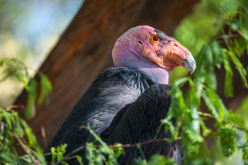 California Condor