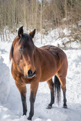 Brauner auf einer schneebedeckten Koppel im Wald 
