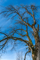 Ein knorriger Baum im Winter
