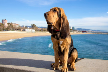 Beautiful Bloodhound puppy at 5 months. - obrazy, fototapety, plakaty