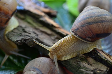 Gastropod. Common garden snail on the old dry bark. Fauna of Ukraine. Shallow depth of field, closeup.