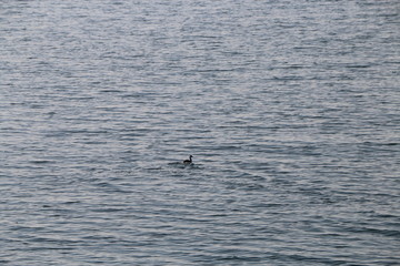 Fototapeta premium 竹生島クルーズからの景色