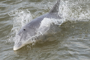 Bottlenose dolphin in Aransas National Wildlife Refuge © 雅文 大石