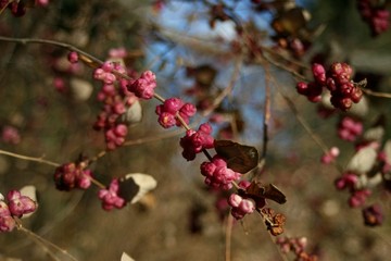 Pink berries