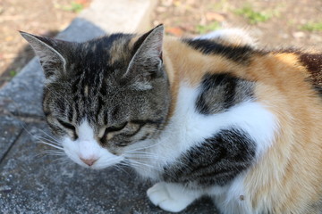 Fototapeta na wymiar 豊公園の野良猫