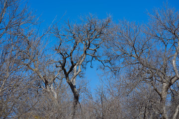 tree and blue sky