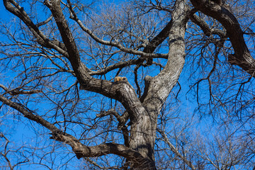 Fototapeta na wymiar tree on blue sky